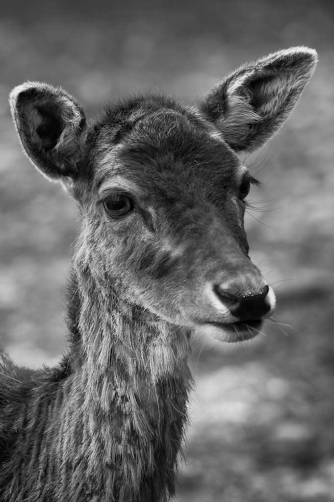 2013 05 05 7501 Josef Schafnitzel